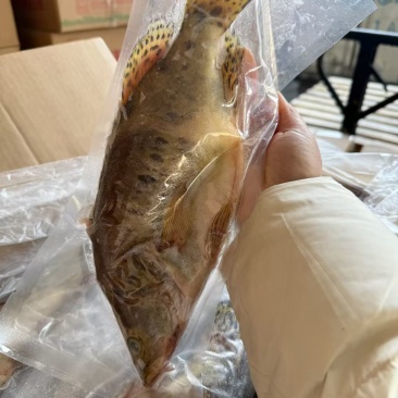 三去鳜鱼酒店宴席餐桌**食材全规格有货