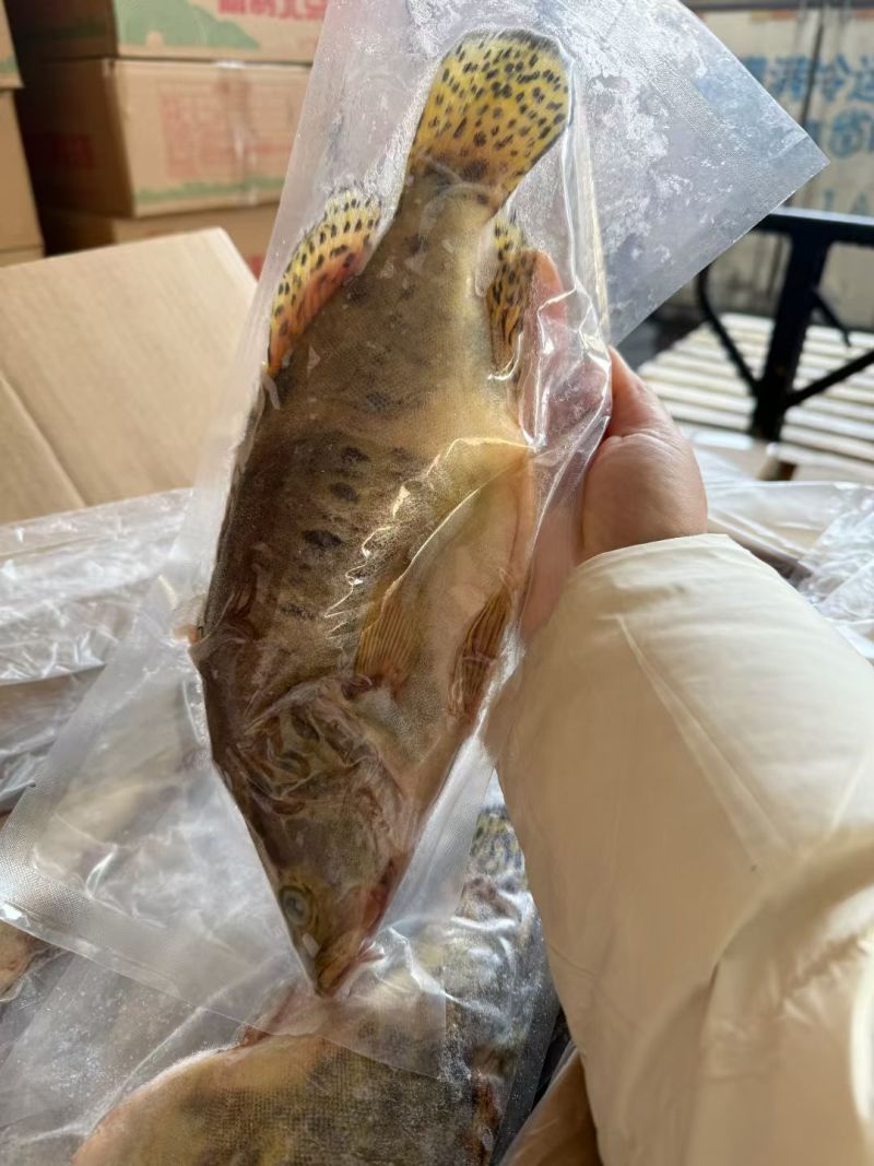三去鳜鱼酒店宴席餐桌**食材全规格有货