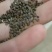 陕西大荔沙苑子大量出售自己种的