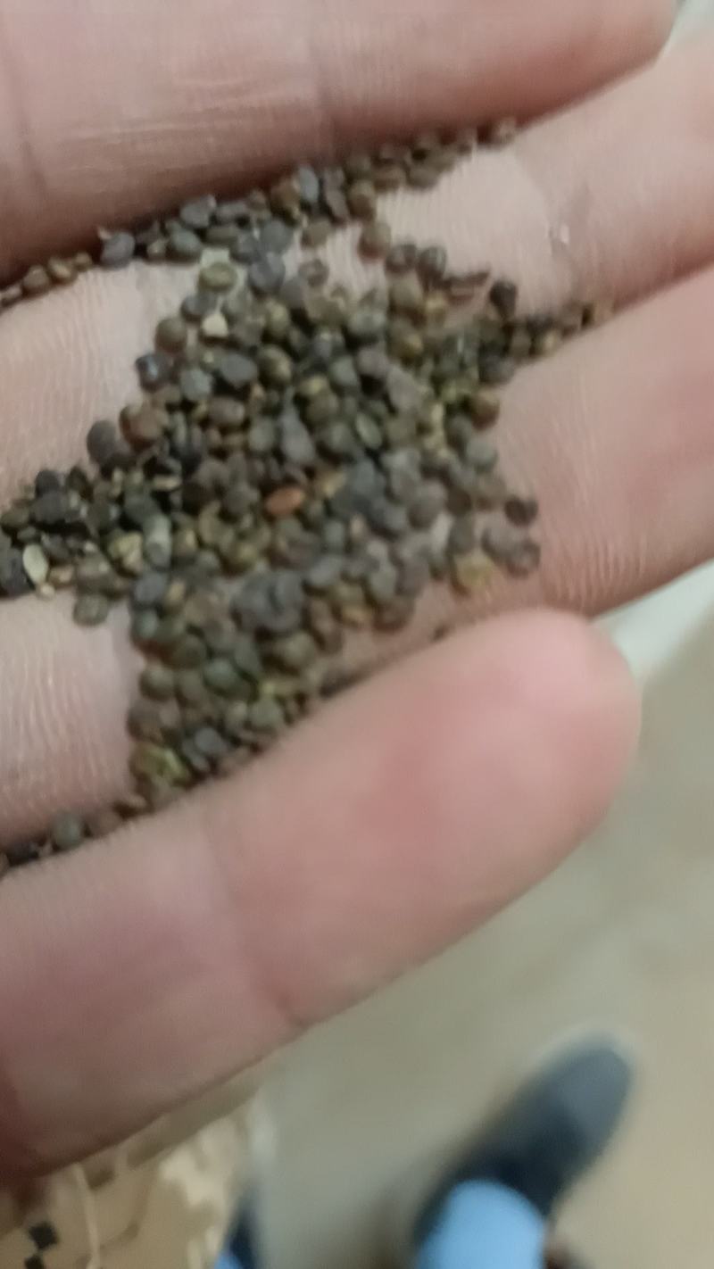 陕西大荔沙苑子大量出售自己种的