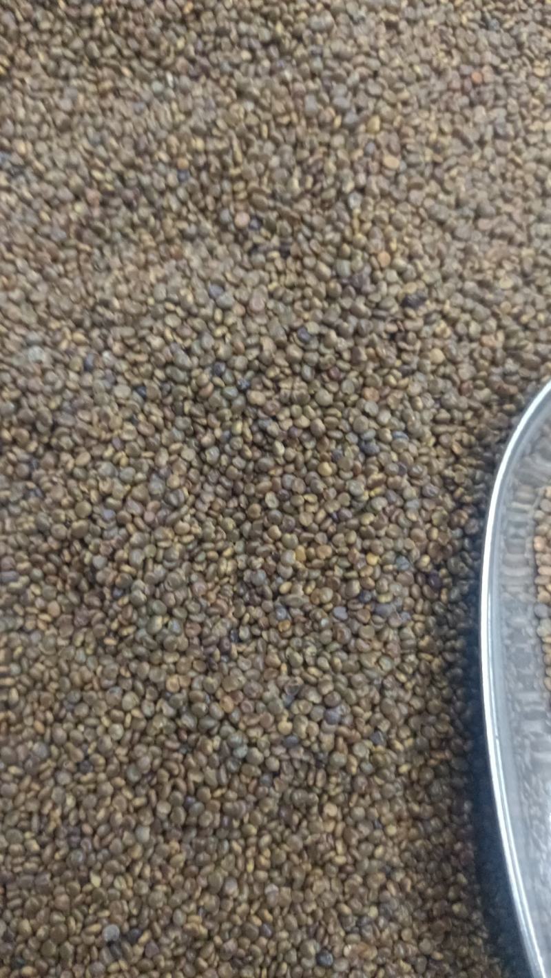 陕西大荔沙苑子大量出售自己种的