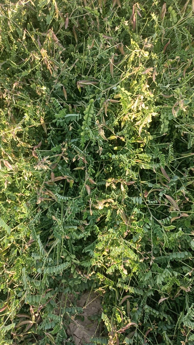 陕西大荔沙苑子大量出售自己种的