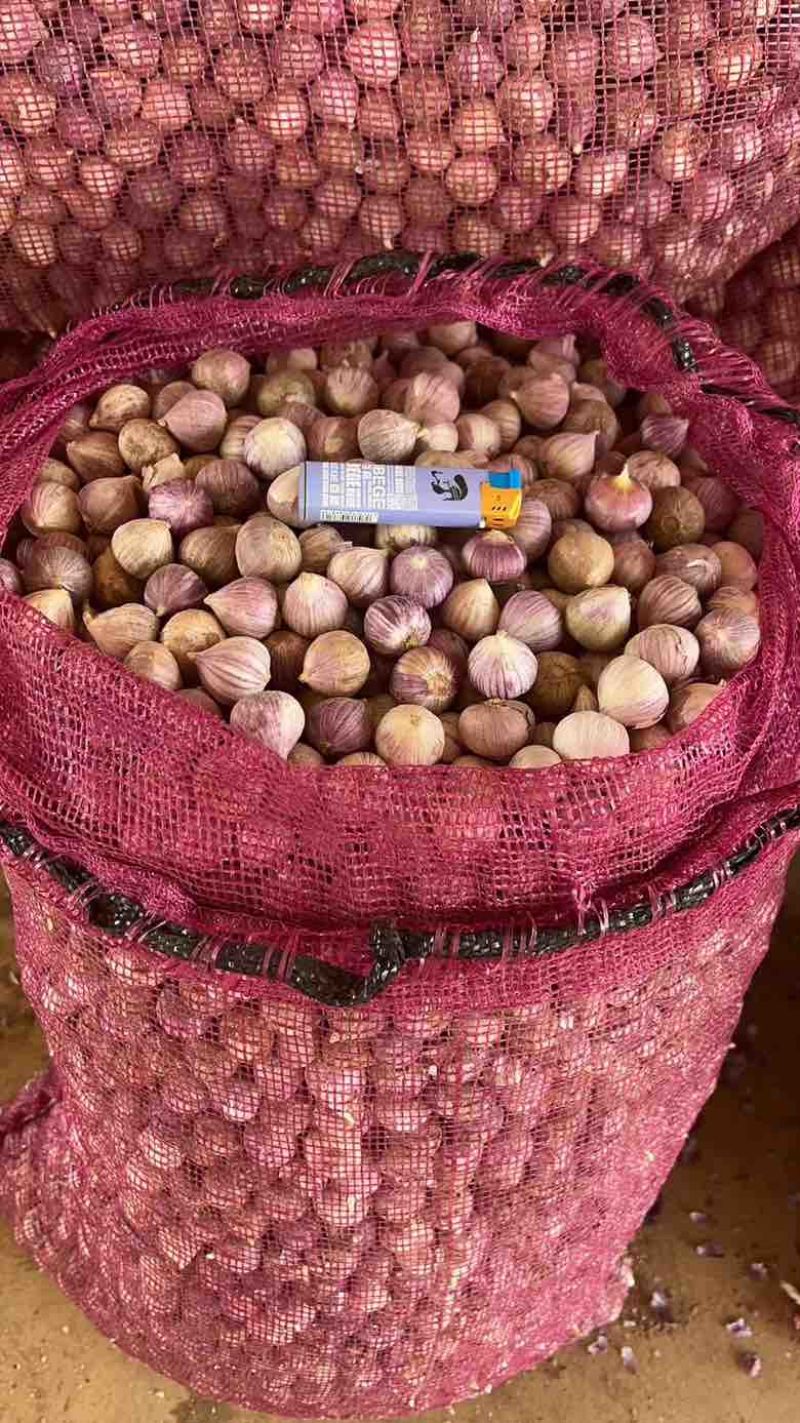 独头蒜新鲜大蒜珍珠蒜2025年的新鲜一级货