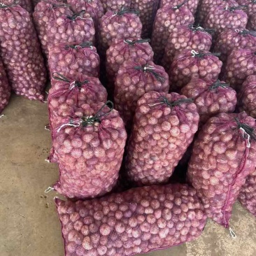 独头蒜新鲜大蒜珍珠蒜2025年的新鲜一级货