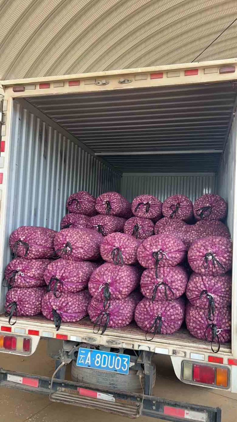 独头蒜新鲜大蒜珍珠蒜2025年的新鲜一级货