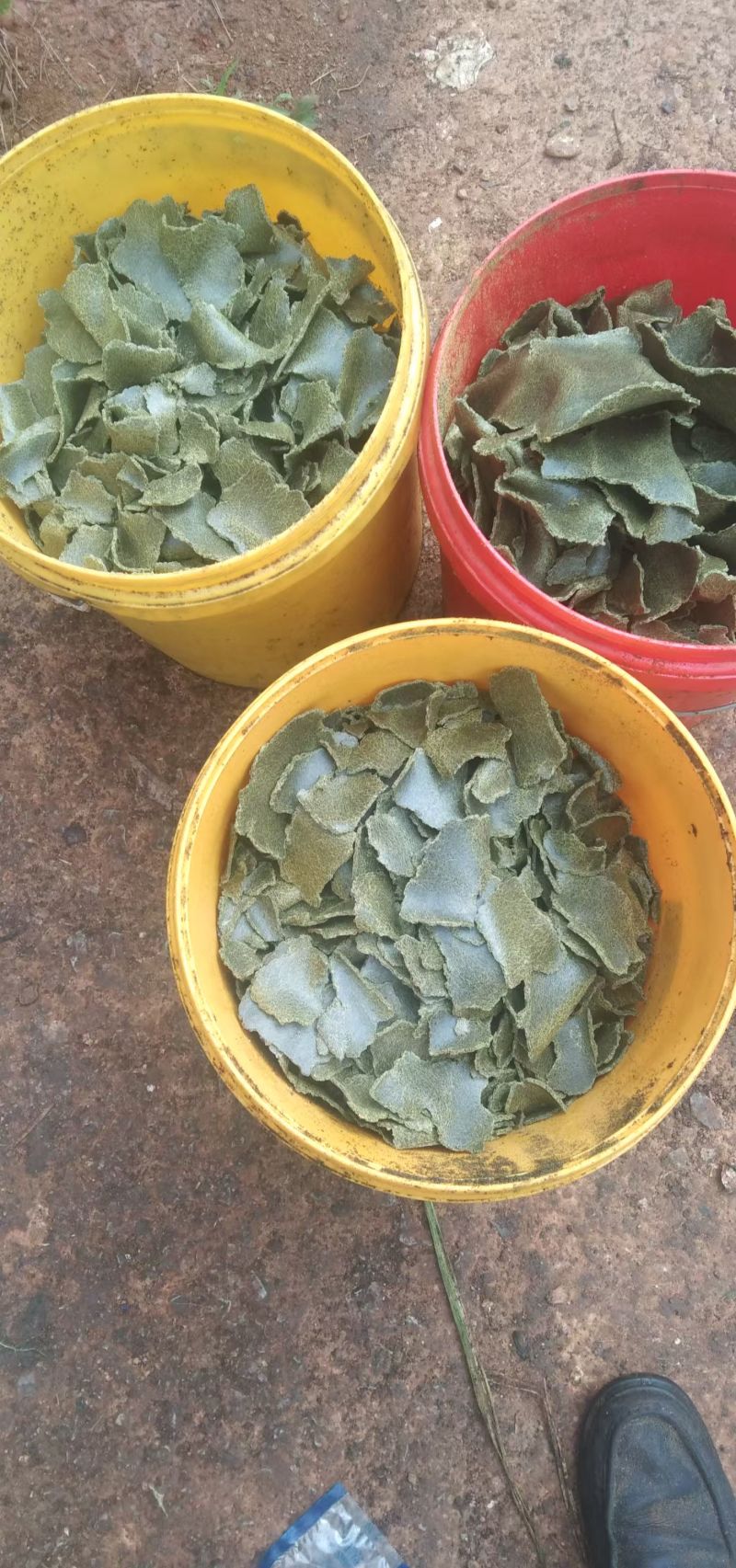 青枯油枯出货，10000起发，2600一吨