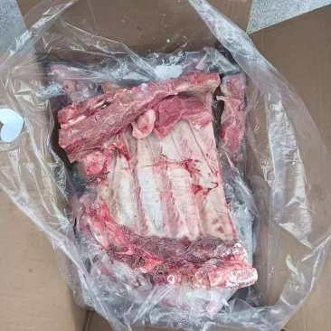 母猪前排