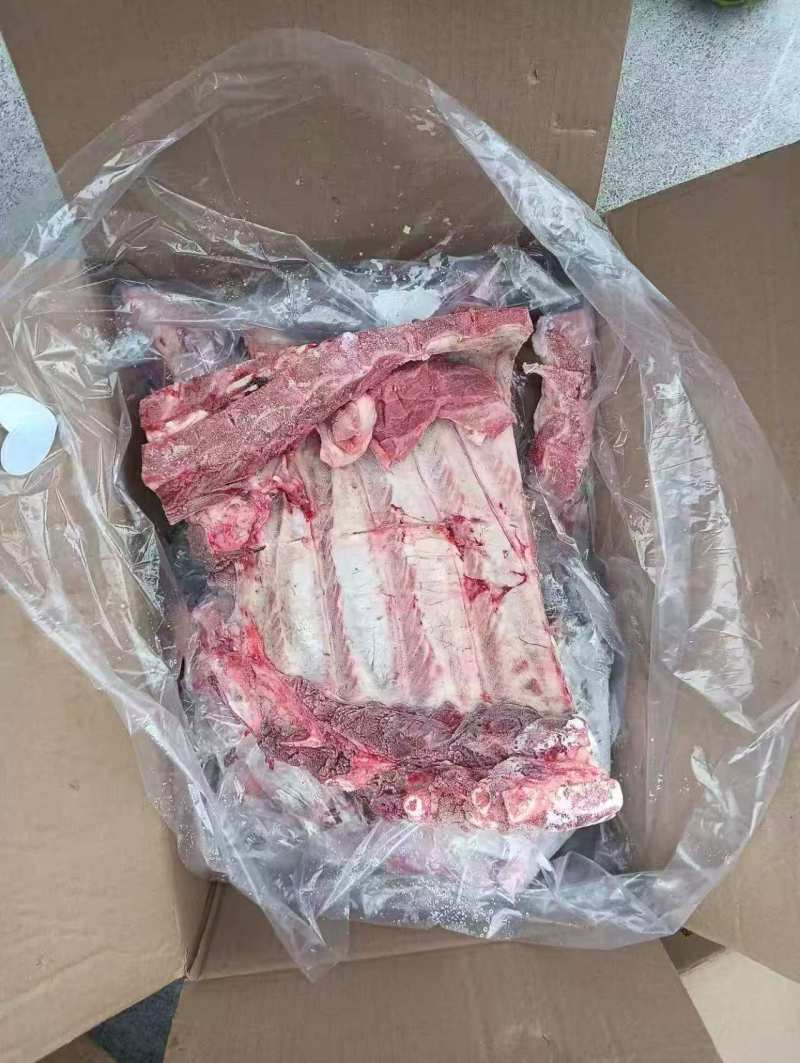 母猪前排