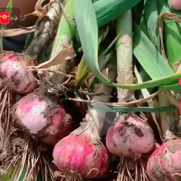 大蒜，青蒜