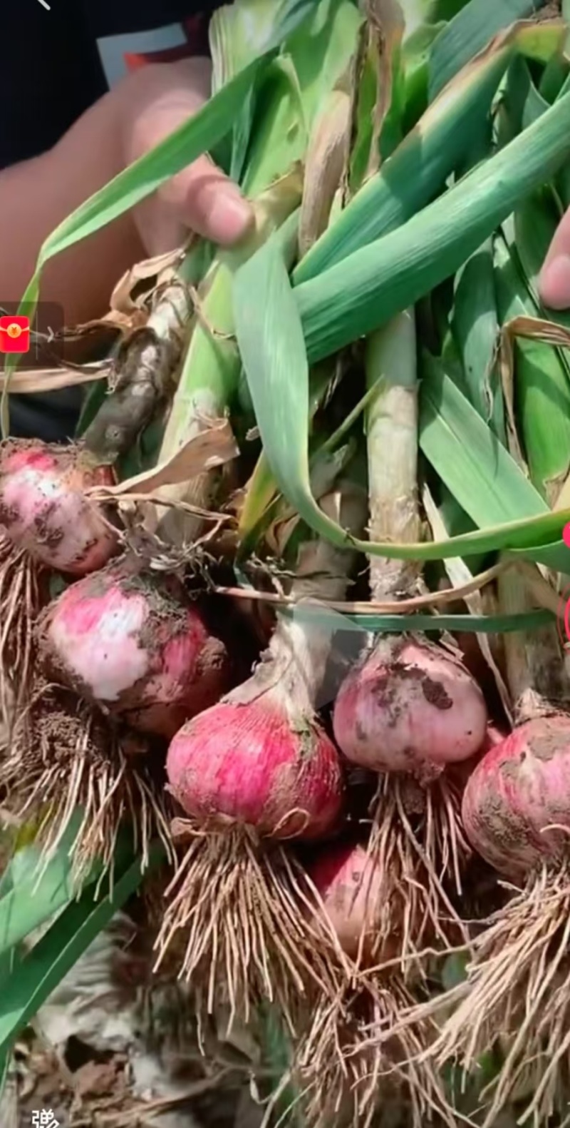 大蒜，青蒜