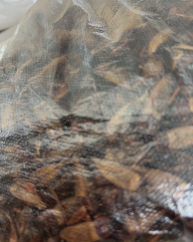 蟋蟀干货，品相好完整度高！