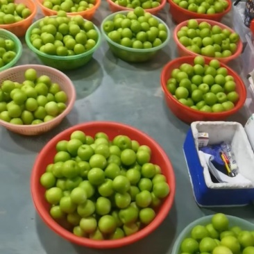 福建青枣牛奶枣台湾蜜枣雪梨脆蜜次果量大便宜