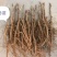 牡丹苗，一年生牡丹苗，牡丹苗的价格是多少？山西