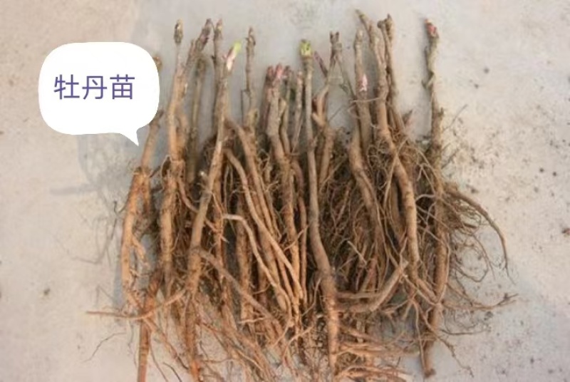 牡丹苗，一年生牡丹苗，牡丹苗的价格是多少？山西