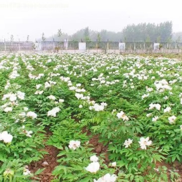 牡丹苗，一年生牡丹苗，牡丹苗的价格是多少？山西