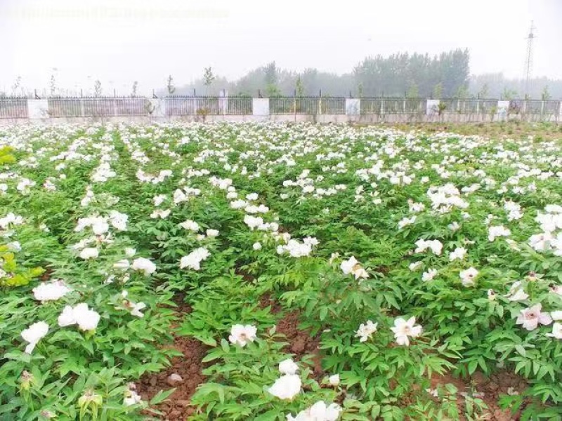 牡丹苗，一年生牡丹苗，牡丹苗的价格是多少？山西