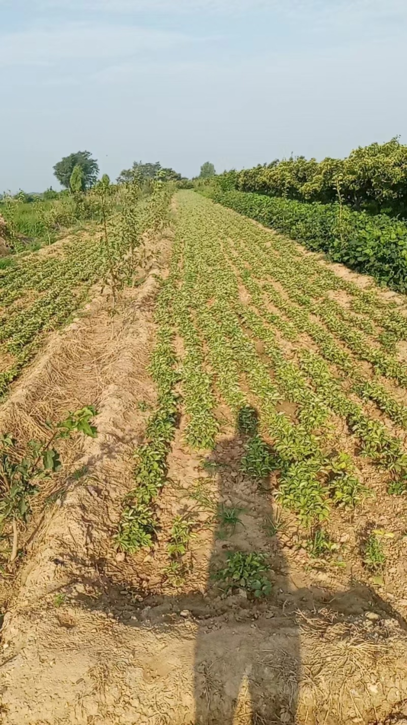 牡丹苗，一年生牡丹苗，牡丹苗的价格是多少？山西