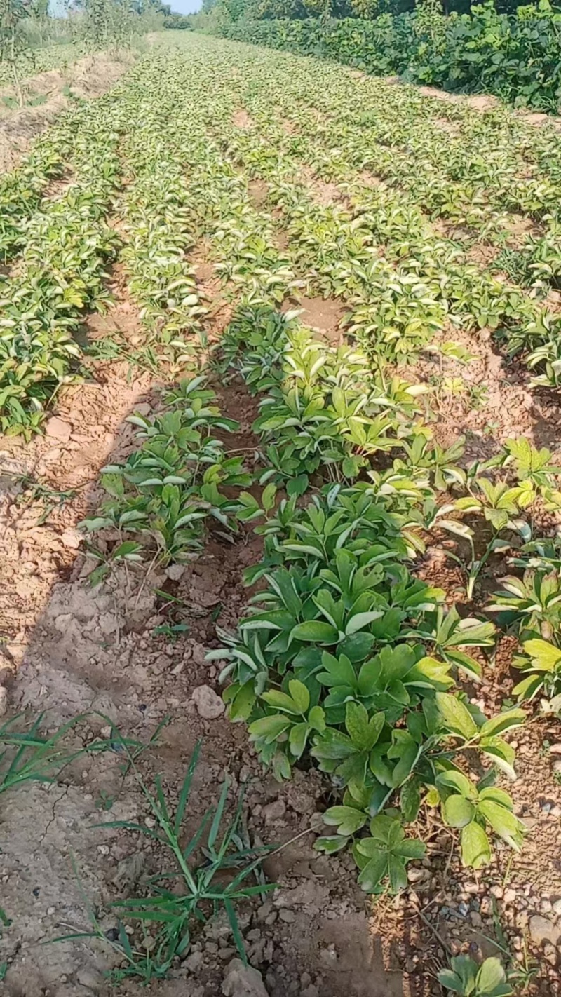 牡丹苗，一年生牡丹苗，牡丹苗的价格是多少？山西
