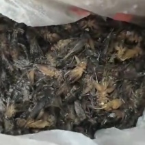 蟋蟀冻货大量上市，蛐蛐冻货大量上市，全国发货。
