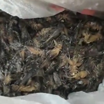 蟋蟀冻货大量上市，蛐蛐冻货大量上市，全国发货。