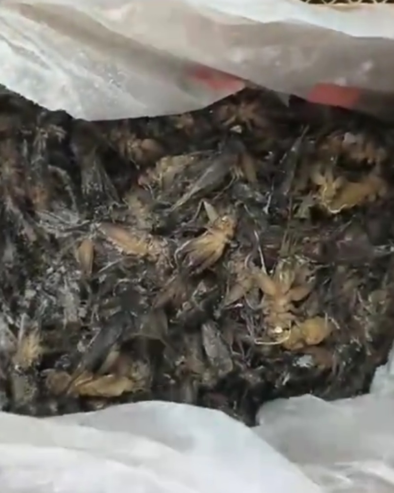 蟋蟀冻货大量上市，蛐蛐冻货大量上市，全国发货。