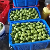 广东香水柠檬