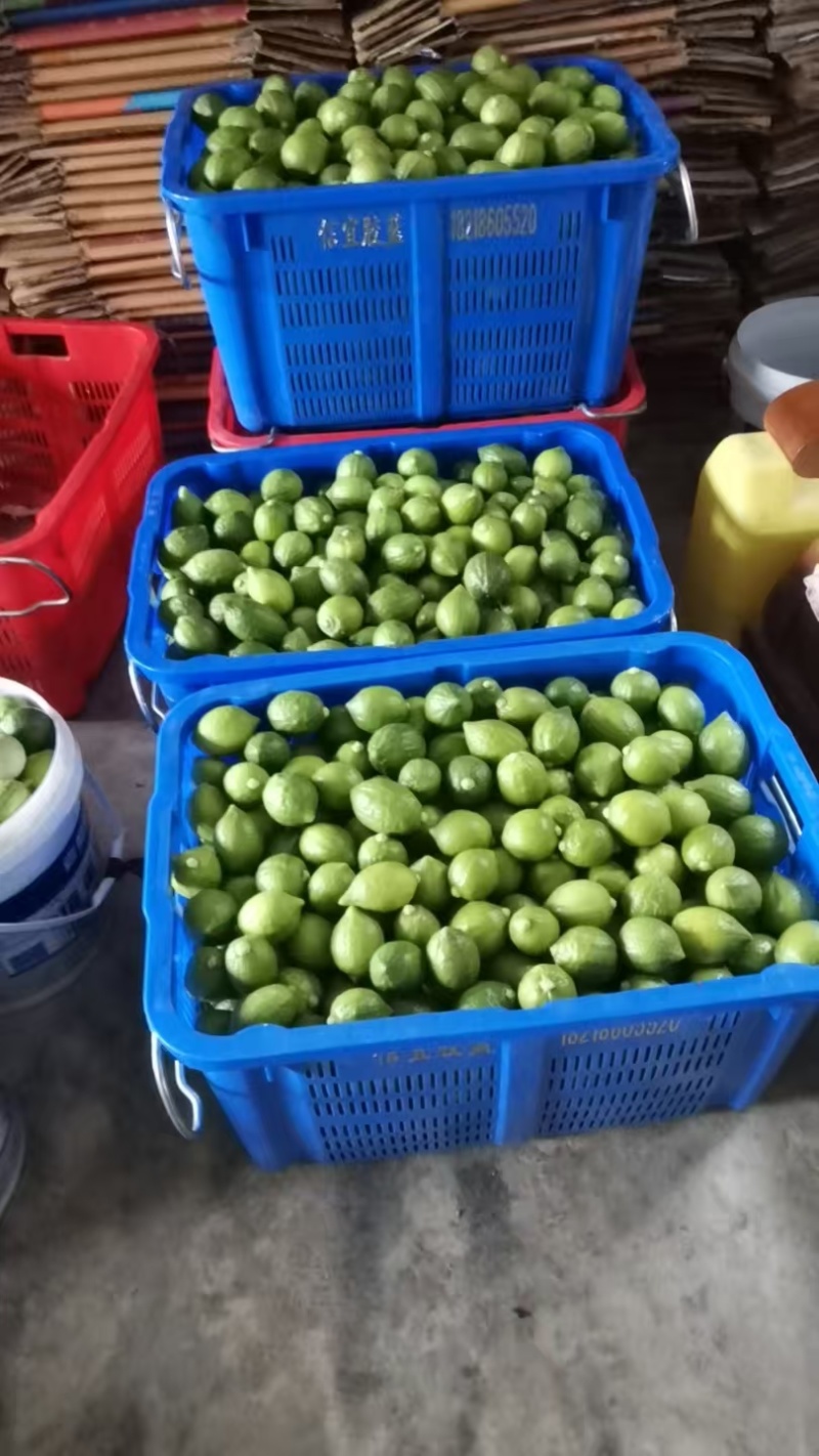 广东香水柠檬
