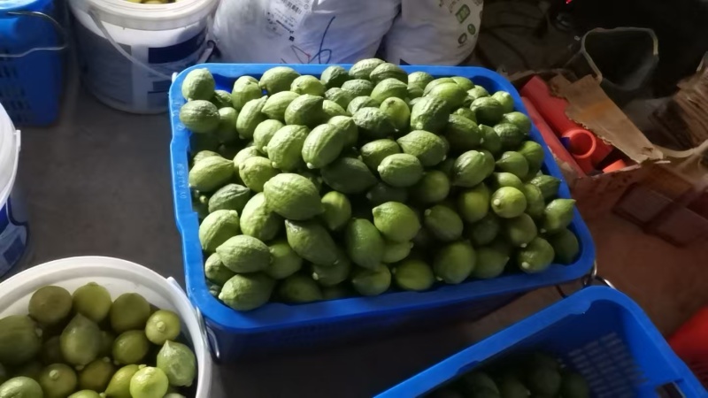 广东香水柠檬