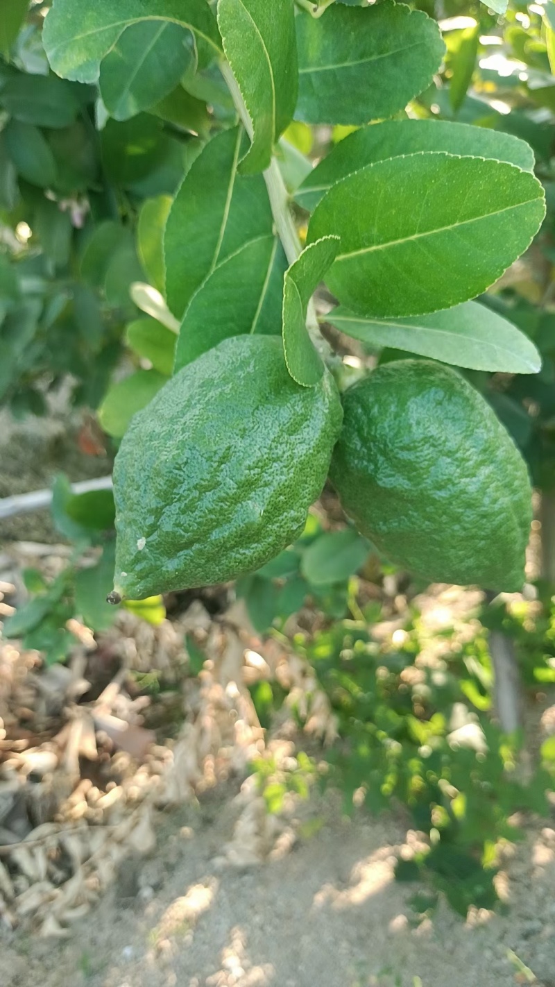 广东香水柠檬
