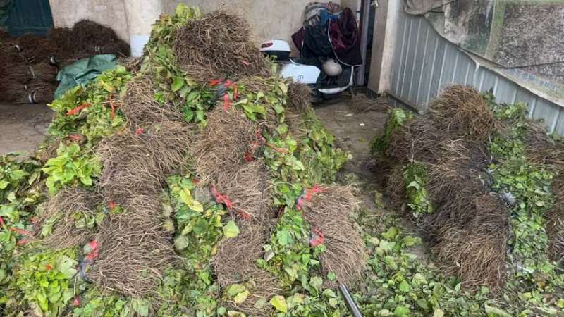 优质桑树苗杂交6号质量保证提供技术支持欢迎咨询