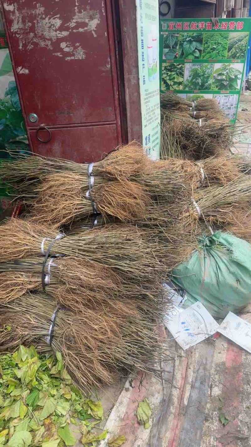 优质桑树苗杂交6号质量保证提供技术支持欢迎咨询