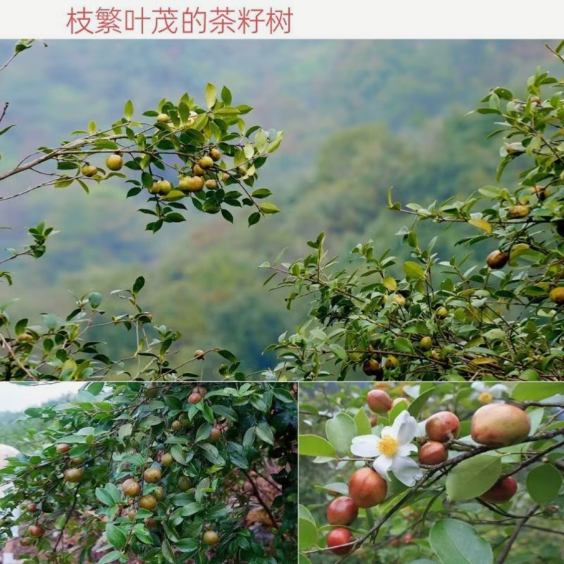 正宗山茶油野生种植土茶油纯正山茶籽油自榨农家特产茶树油护肤
