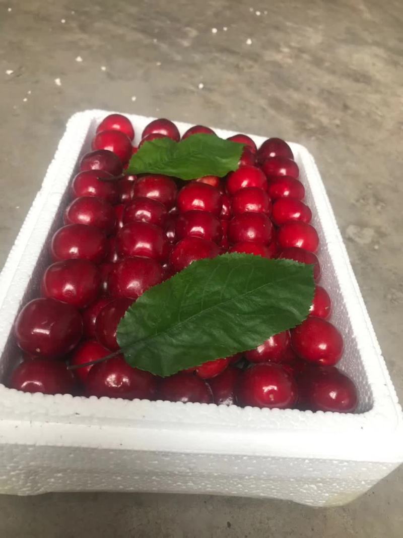 大樱桃