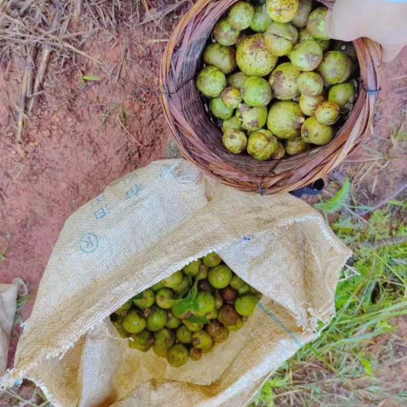 山茶油正品广西农家山茶油护肤茶籽油纯正100%无添加原纯茶油