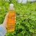 山茶油正品广西农家山茶油护肤茶籽油纯正100%无添加原纯茶油