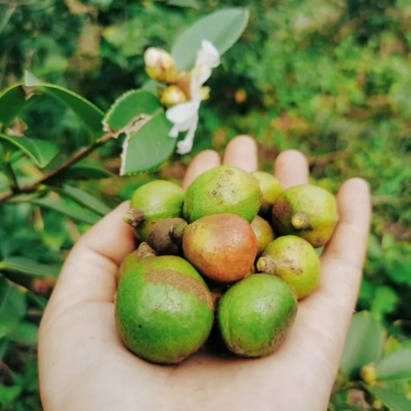山茶油正品广西农家山茶油护肤茶籽油纯正100%无添加原纯茶油