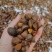 山茶油正品广西农家山茶油护肤茶籽油纯正100%无添加原纯茶油