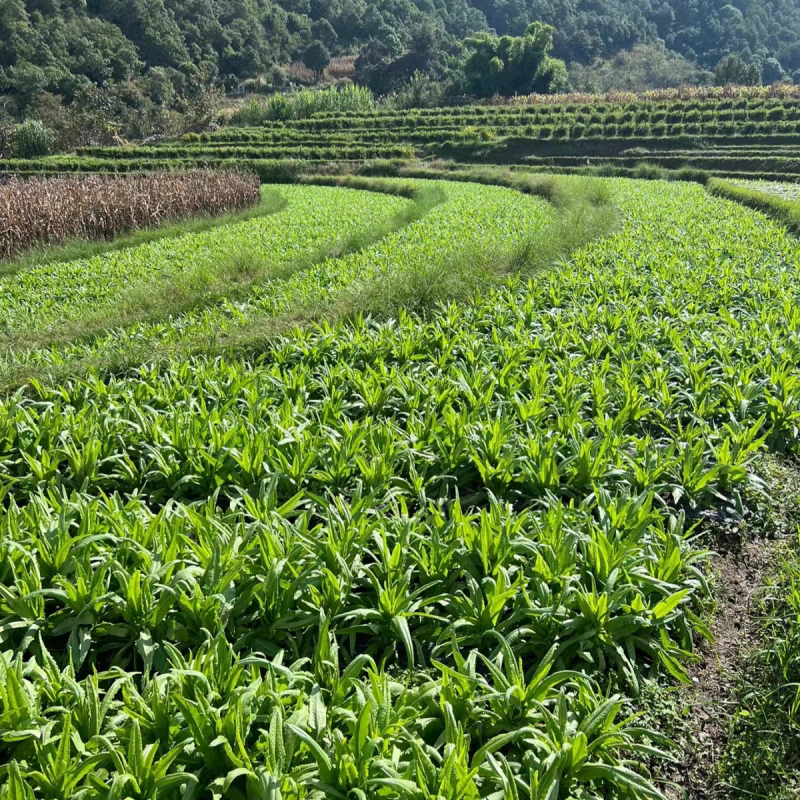精品贡菜颜色青价格优惠产地直销大量货源长期供货