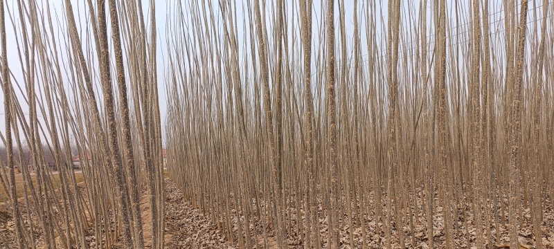 杨树苗107