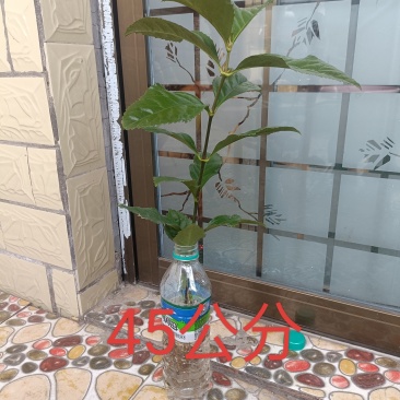 草珊瑚苗