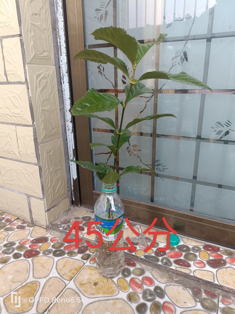 草珊瑚苗