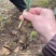 毛慈菇果子