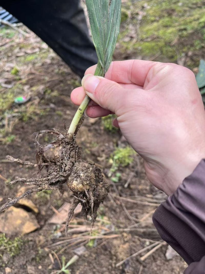 毛慈菇果子