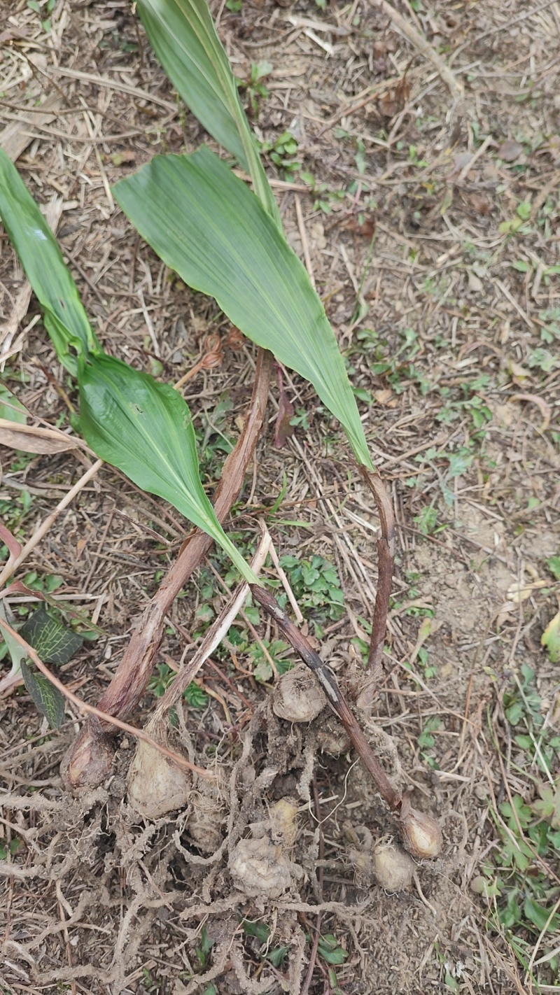 毛慈菇果子