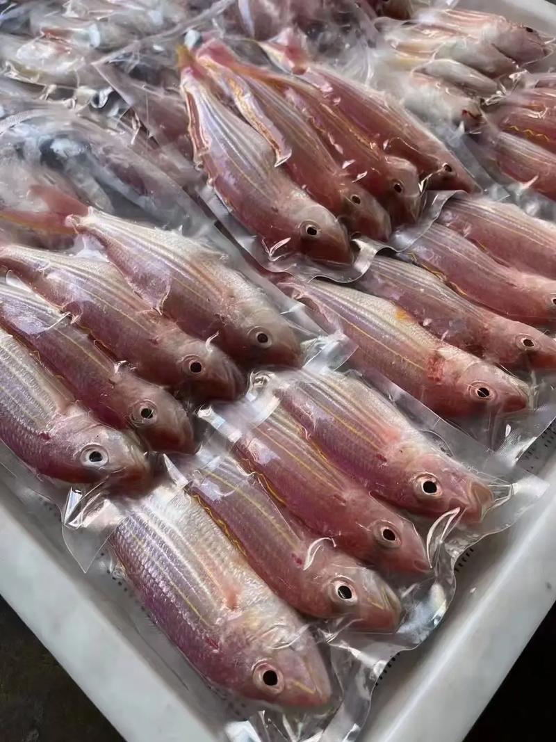 电白金丝鱼，欢迎团购