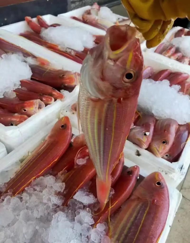 电白金丝鱼，欢迎团购