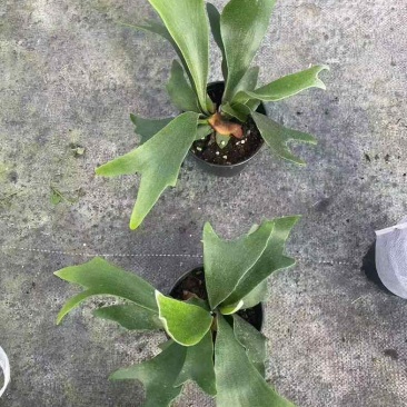 鹿角蕨板植二岐鹿角蕨室内喜阴网红蕨类植物新奇观叶绿植好养