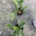 鹿角蕨板植二岐鹿角蕨室内喜阴网红蕨类植物新奇观叶绿植好养