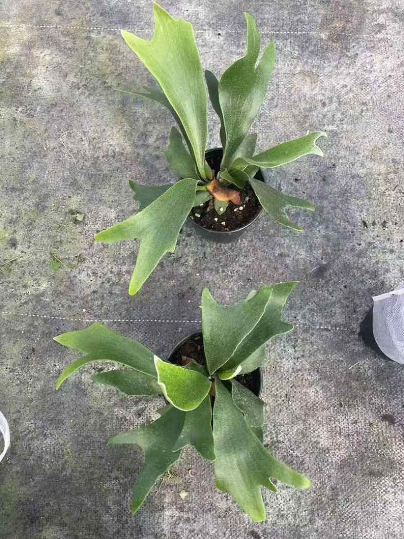 鹿角蕨板植二岐鹿角蕨室内喜阴网红蕨类植物新奇观叶绿植好养