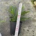 鹿角蕨板植二岐鹿角蕨室内喜阴网红蕨类植物新奇观叶绿植好养